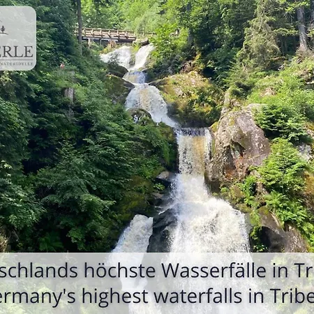 Exklusives 5-sterne Waldperle Mit Indoor-pool, Sauna, Lage Und Ausblick In Natur, Hunde Willkommen Schonach im Schwarzwald